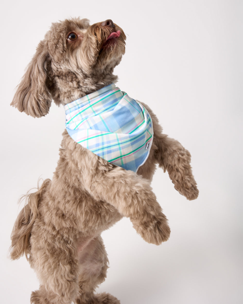 Jumping dog wearing the Springtime Plaid Pet Bandana