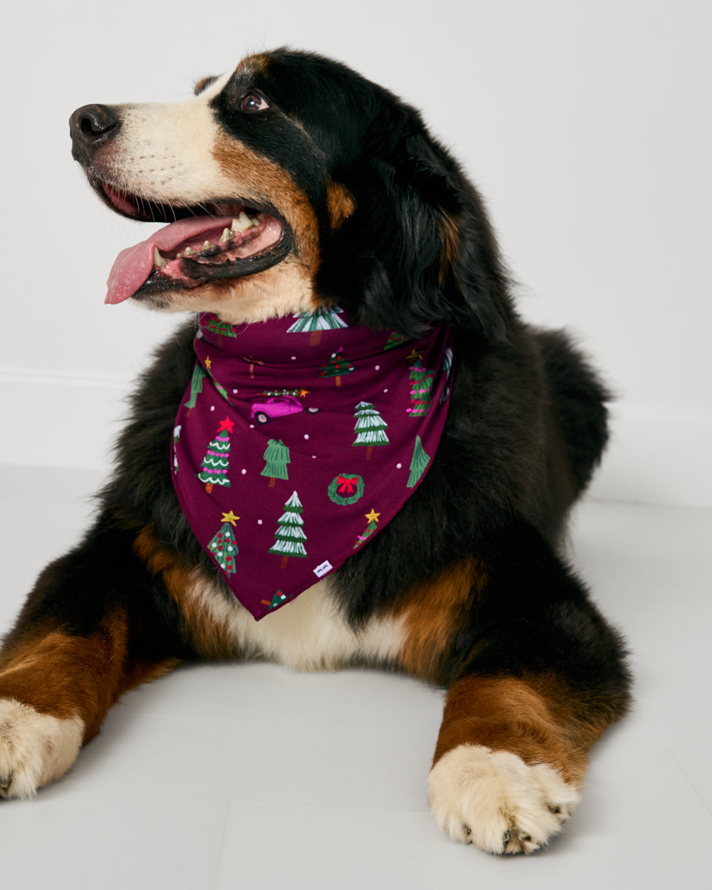 Large dog wearing the Cranberry Tree Traffic Pet Bandana
