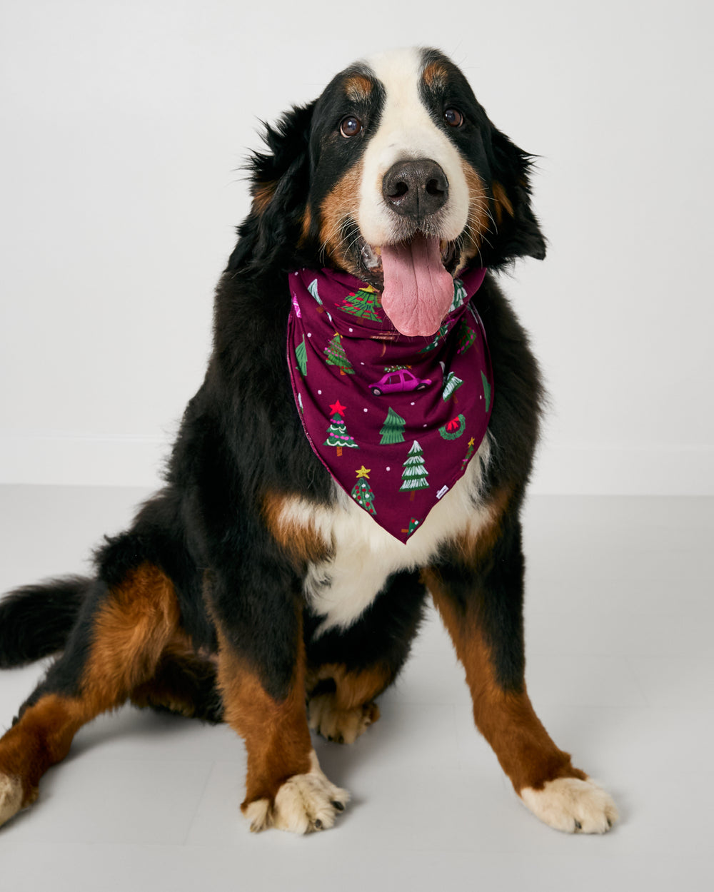 Dog wearing the Cranberry Tree Traffic Holiday themed Pet Bandana
