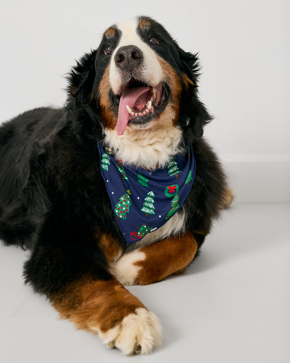 Large dog wearing the Navy Tree Traffic Pet Bandana on a white background