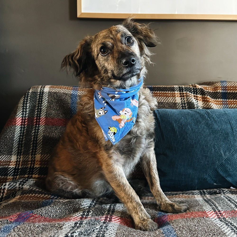 Dog sitting on a couch wearing a Dapper Dogs pet bandana