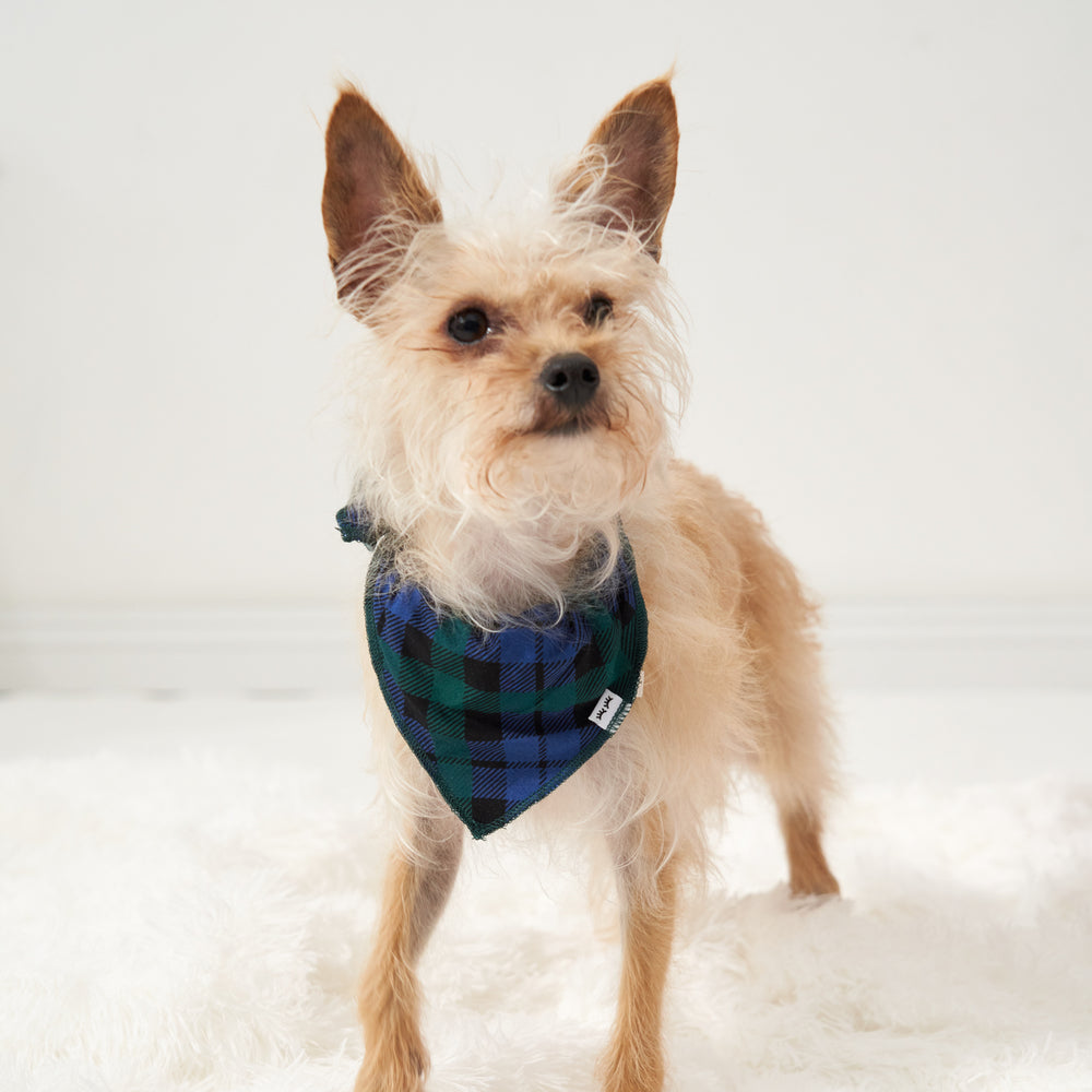 Dog wearing an Emerald Plaid pet bandana