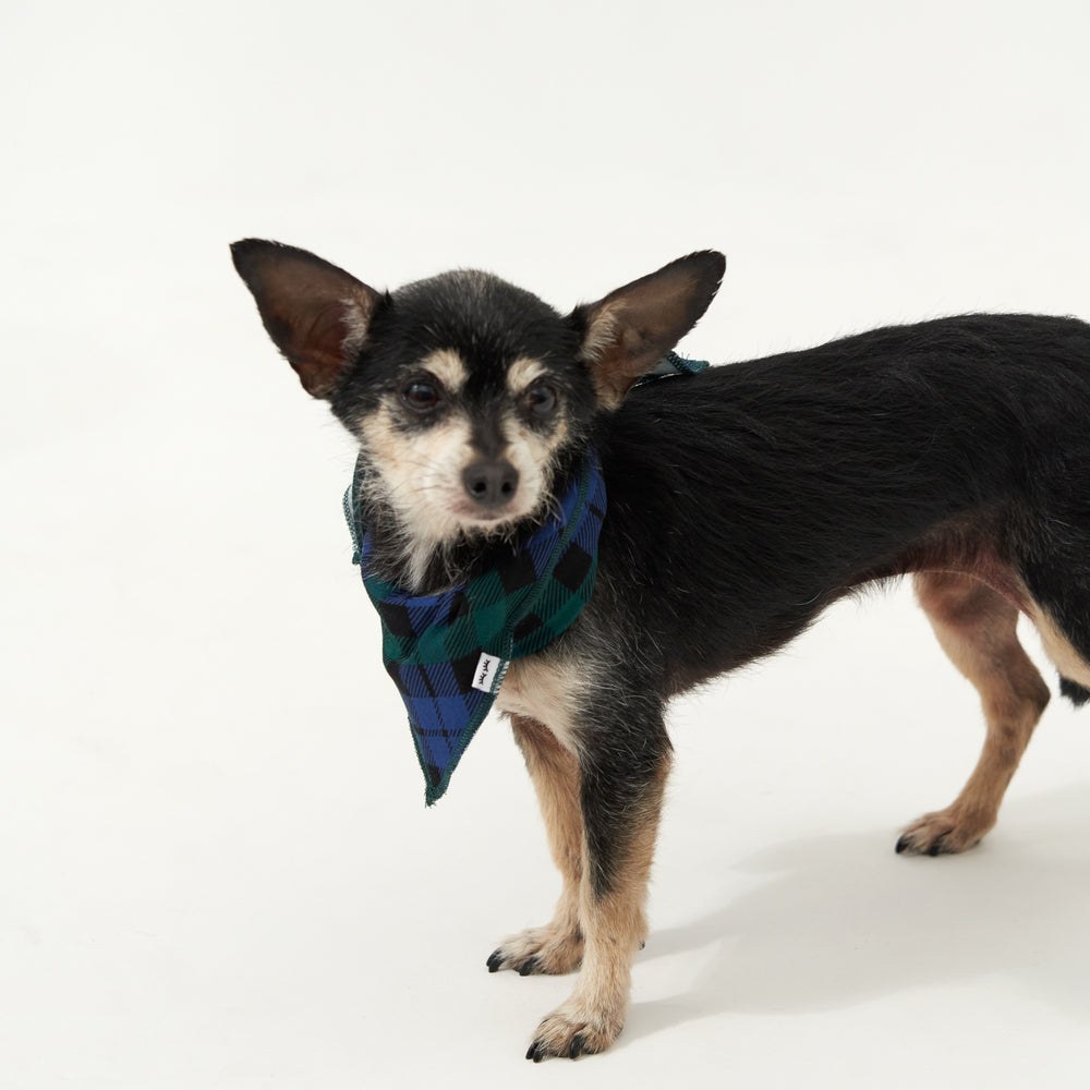 Alternate image of a dog wearing an Emerald Plaid pet bandana