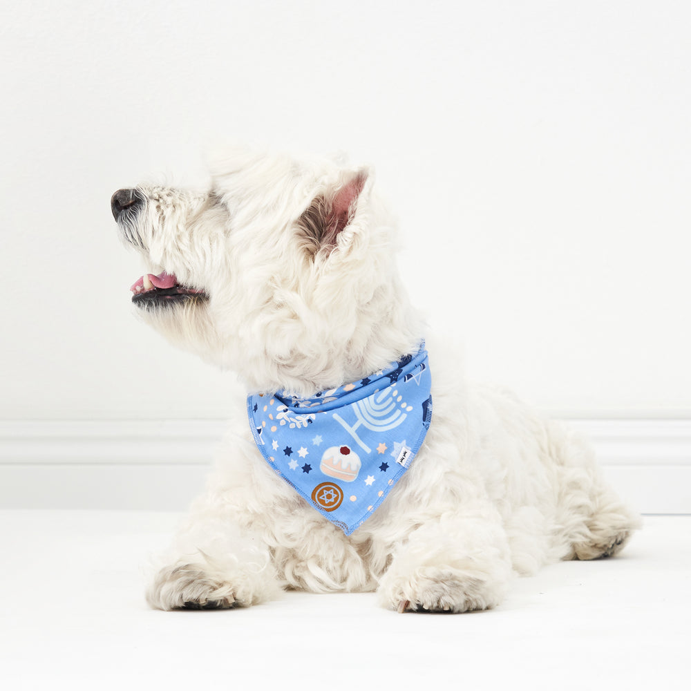 Alternative image of a small white dog wearing a Hanukkah Lights and Love pet bandana