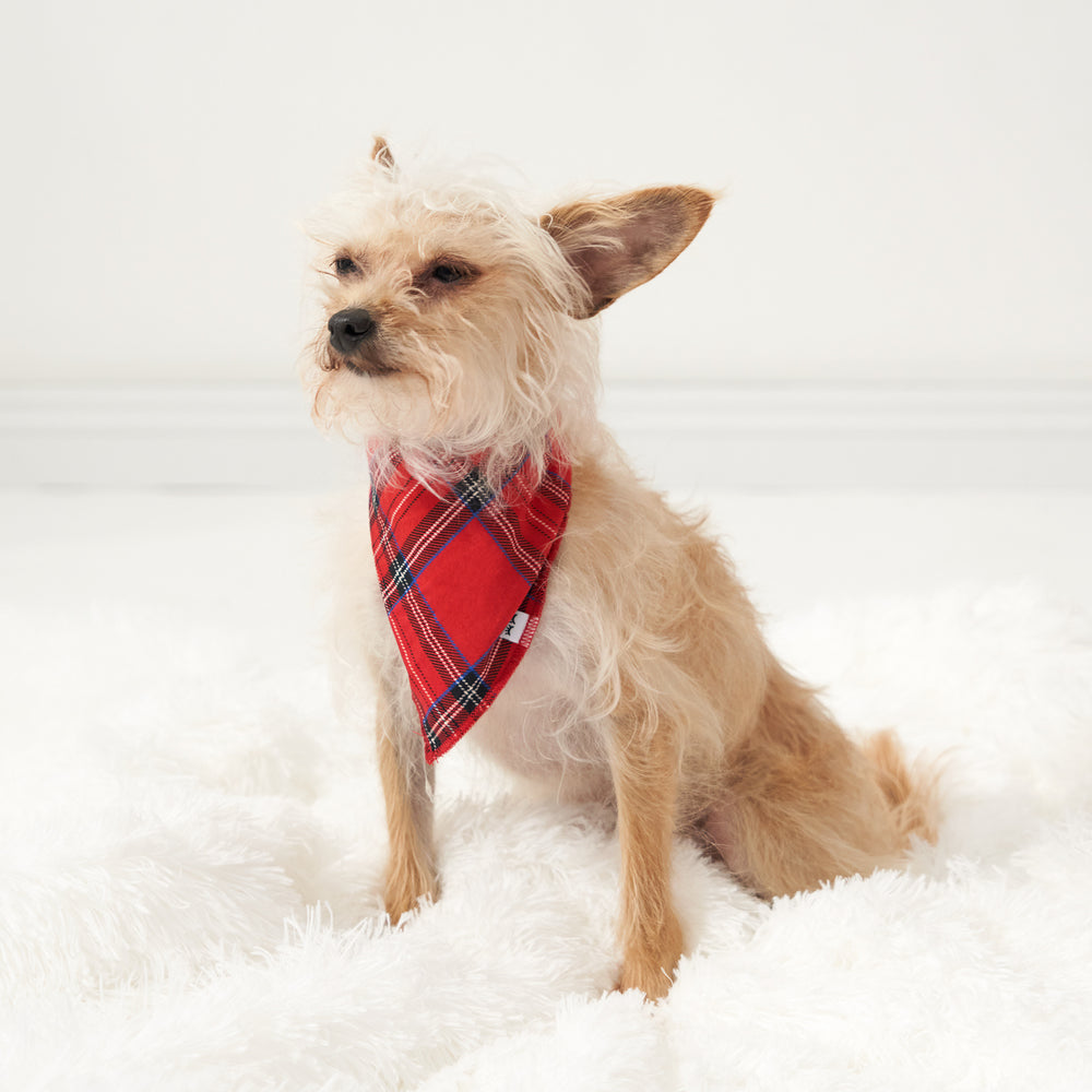 Alternate image of a dog wearing a Holiday Plaid pet bandana