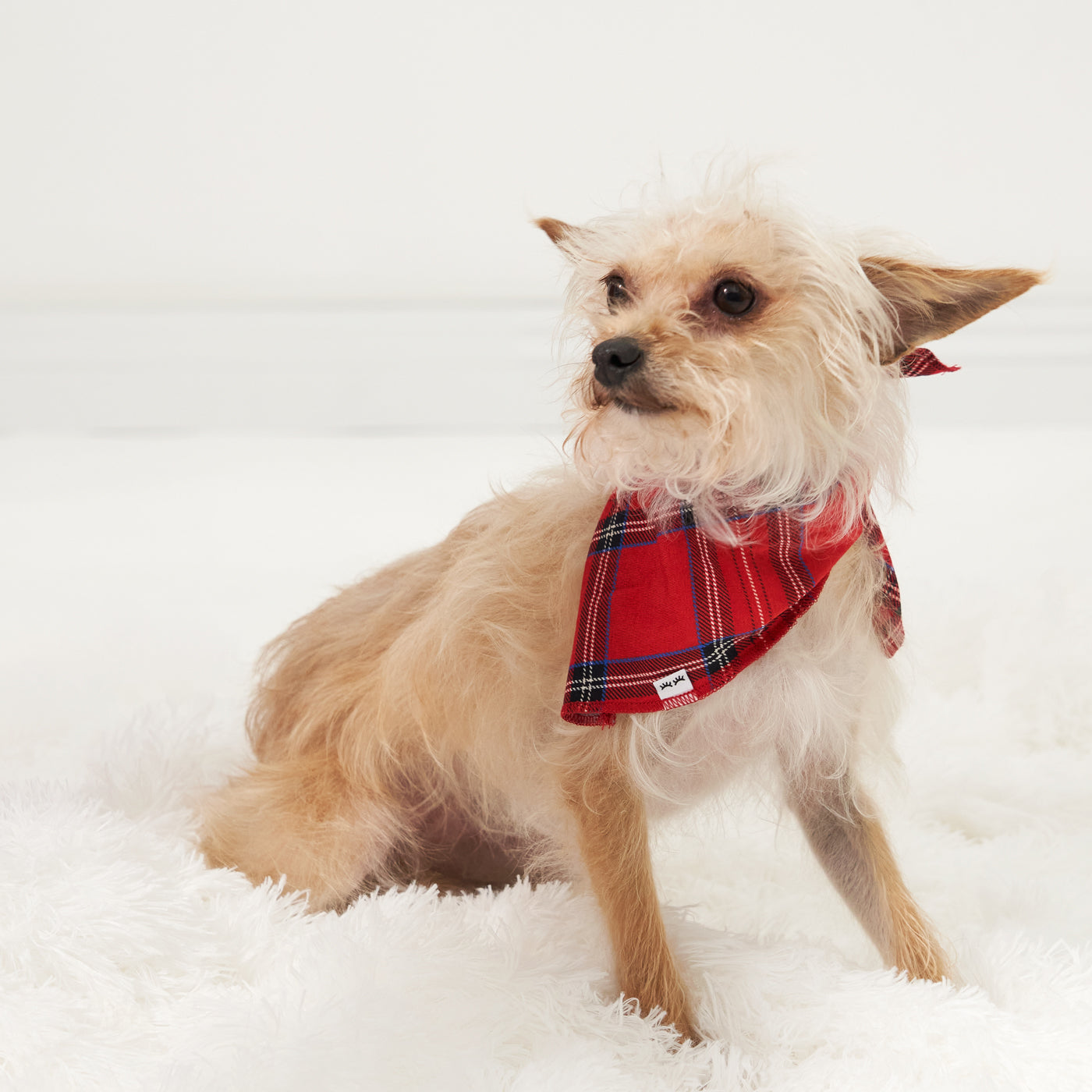 Dog wearing a Holiday Plaid pet bandana