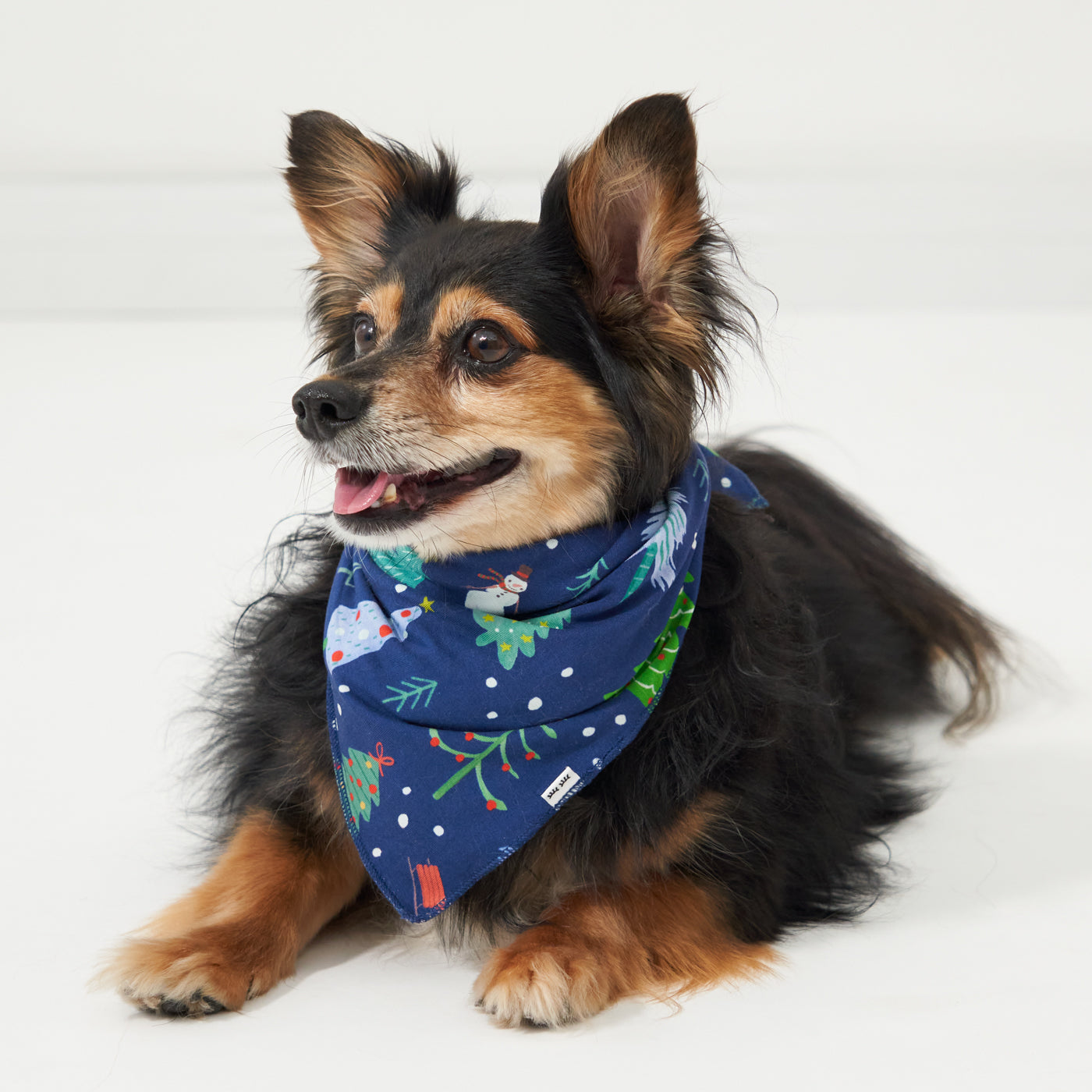 Small dog posing wearing a Blue Merry and Bright pet bandana