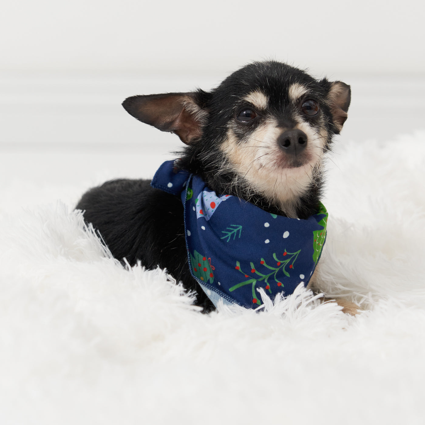 Alternate image of a small dog posing wearing a Blue Merry and Bright pet bandana