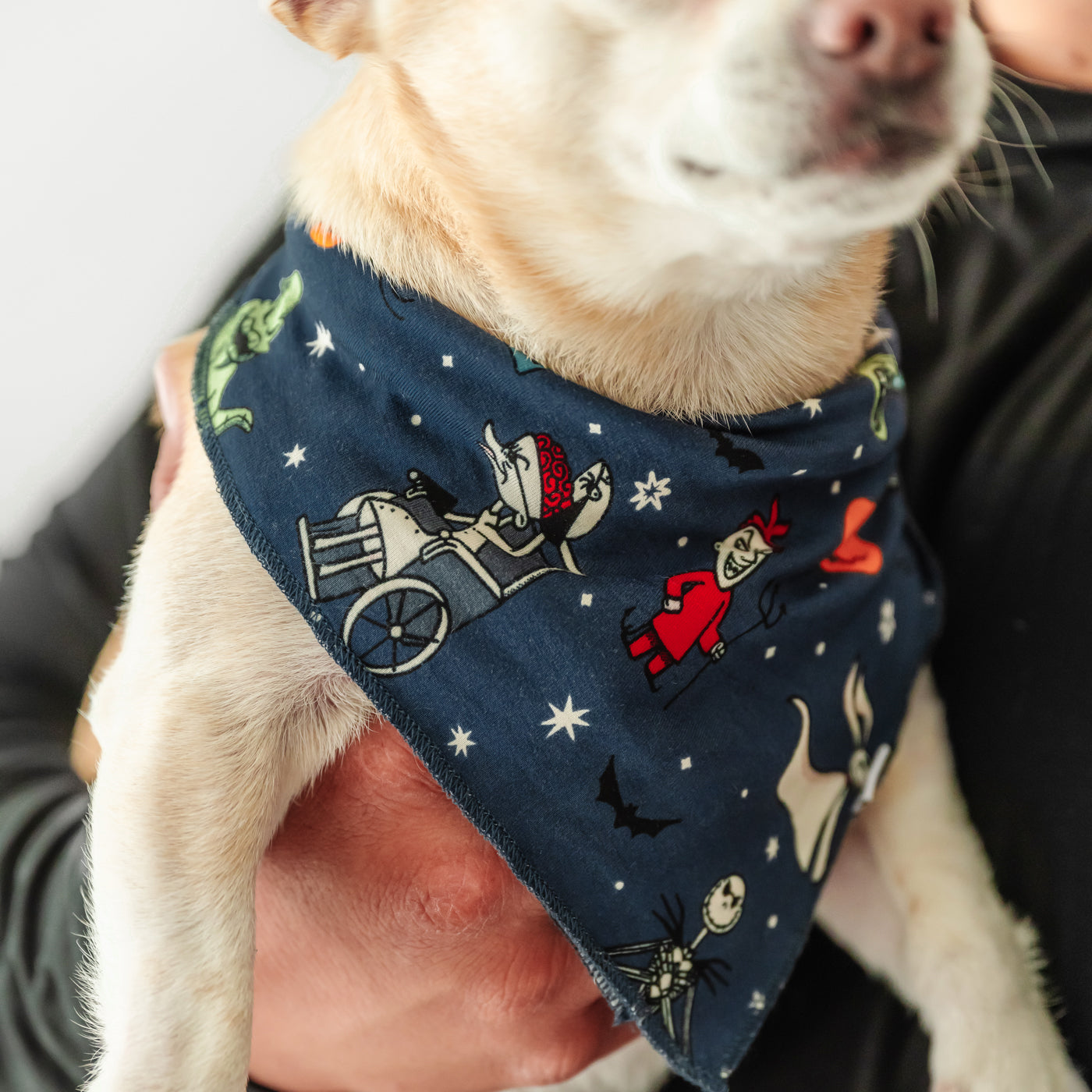 Close up image of a dog wearing a Jack Skellington and Friends printed pet bandana