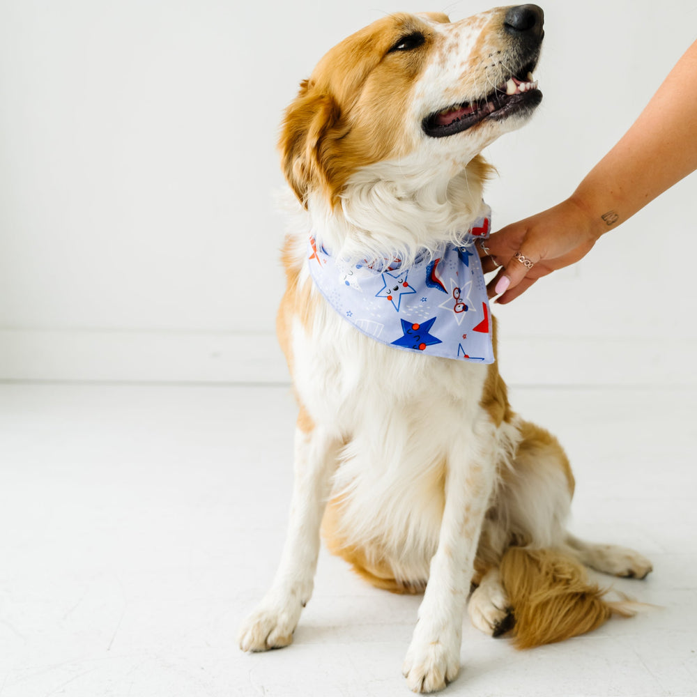 Dog wearing a Blue Stars and Stripes pet bandana 