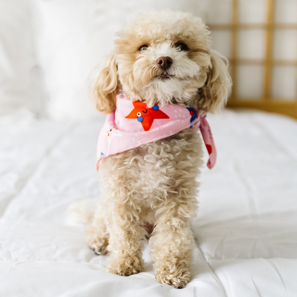 Dog wearing a Pink Stars and Stripes pet bandana