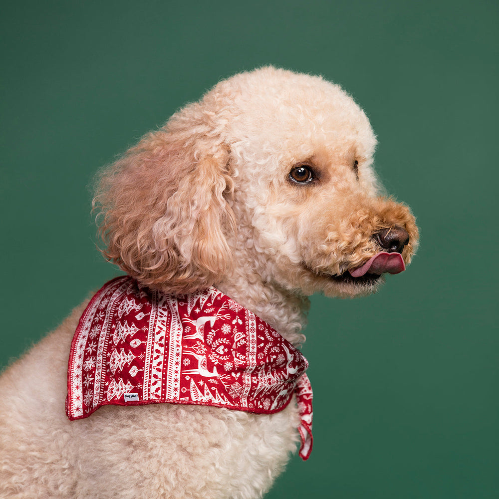 Dog wearing a Reindeer Cheer pet bandana 